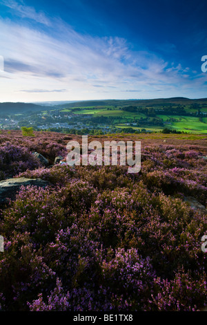 En Angleterre, Northumberland, Akureyri. Heather fleurs sur landes connu sous le nom de Rothbury terrasses. Banque D'Images