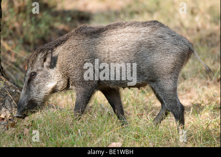 Le sanglier Sus scrofa Bandhavgarh Parc National forest femelle cochon Banque D'Images