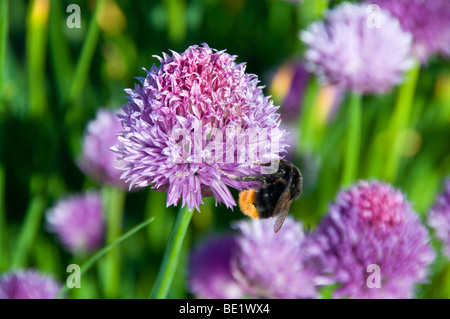 Bourdon sur un plant de ciboulette Banque D'Images