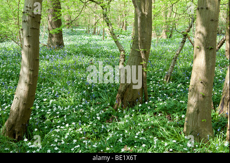 Anémone des bois Anemone nemorosa Bluebells Hyacinthoides non-scriptus Lesser Celandine Ranunculus ficaria Banque D'Images