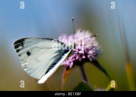 Grand papillon blanc, aussi connu que le chou blanc ou chou papillon sur fleur de menthe sauvage Banque D'Images