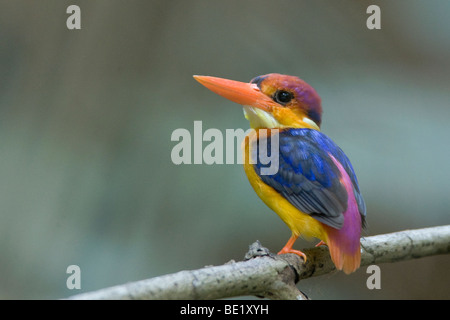 Martin-Pêcheur Nain oriental - Ceyx erithaca dans Bondla Western Ghats Parc National de l'Inde qui est un site classé au Patrimoine Mondial Banque D'Images