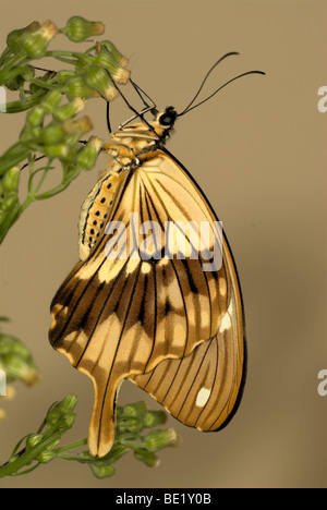 Moqueur Swallowtail Butterfly Papilio Dardanus Vue de côté d'ailes reposant sur mâle marron fleurs Banque D'Images