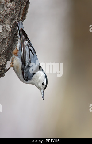 Sittelle à poitrine blanche (Sitta carolinensis) carolinenss on tree Banque D'Images