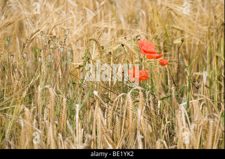 Coquelicots rouges sauvages dans un champ de blé dans la campagne anglaise. Banque D'Images