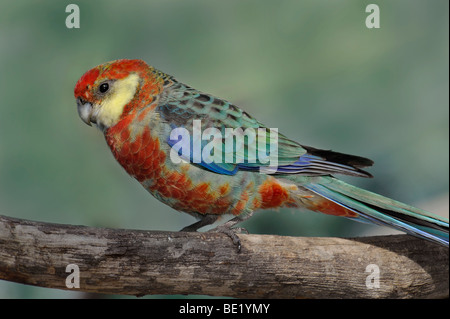 Western Rosella Platycercus icterotis', 'on branch Banque D'Images
