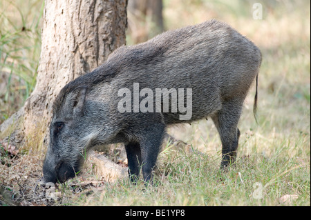 Le sanglier Sus scrofa Bandhavgarh Parc National forest femelle cochon Banque D'Images