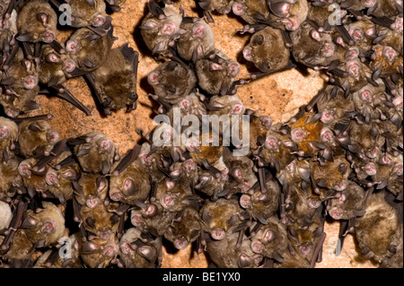 Great Eastern Rhinolophes Rhinolophus luctus Bandhavgarh National Park roost en toit de plusieurs groupe grotte Banque D'Images