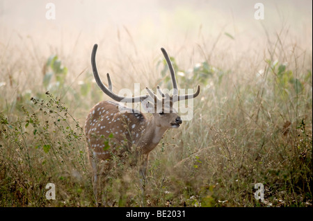 Spotted Deer ou Chital cerf Axis axis Bandhavgarh National Park mâle dans l'herbe haute Banque D'Images