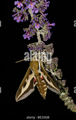 Le gaillet Hyles gallii (Sphynx) reposant sur des fleurs de buddleia, Oxfordshire, UK. Banque D'Images