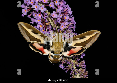 Le gaillet Hyles gallii (Sphynx) reposant sur buddleia flower, Oxfordshire, UK. Banque D'Images