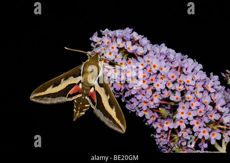 Le gaillet Hyles gallii (Sphynx) reposant sur buddleia flower, Oxfordshire, UK. Banque D'Images