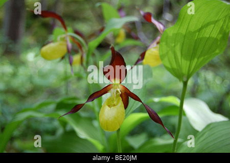 Mesdames slipper orchid dans la nature Banque D'Images