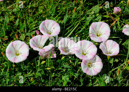 Moindre liseron des champs (Convolvulus arvensis) groupe des fleurs dans l'herbe, Oxfordshire, UK. Banque D'Images