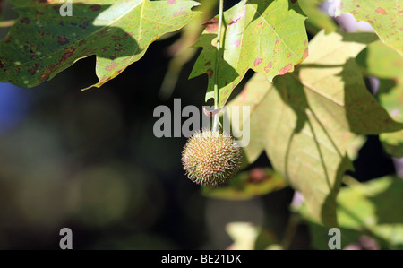 Un Sycomore Platanus occidentalis avion américain, Occidental avion et Buttonwood Banque D'Images