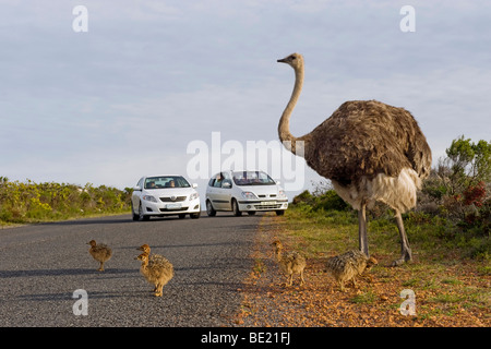 Struthio camelus autruche femelle avec les poussins Parc National de Table Mountain en Afrique du Sud Banque D'Images