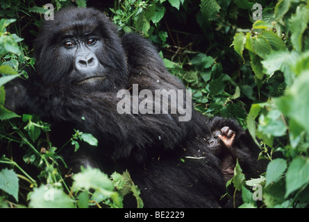 Gorille de montagne (Gorilla gorilla beringei,), la mère et l'enfant, Groupe Sabinyo, au Rwanda. Banque D'Images