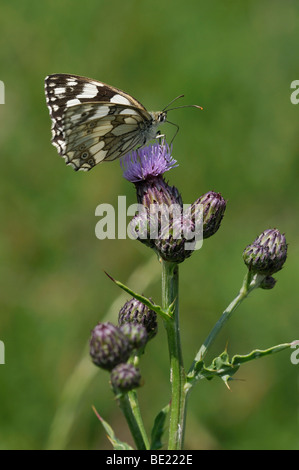 Marbré de Blanc - Melanargia galathea se nourrissant de Chardon - Cirsium arvense Banque D'Images