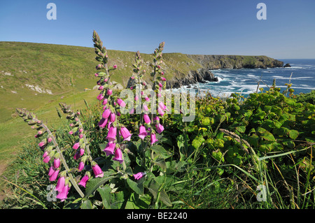 La digitale pourpre - Digitalis purpurea Ogo-Dour Cove et Vellan, chef Predannack, lézard, Cornwall Banque D'Images