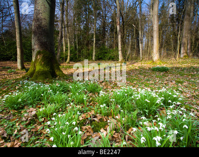 En Angleterre, Northumberland, Wallington. Perce-neige dans les bois près de la floraison Wallington Hall & Gardens. Banque D'Images