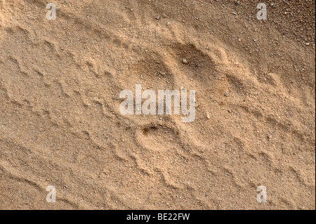 Tiger Paw print dans le sable avec des traces de pneus jeep voiture Bandhavgarh National Park Banque D'Images