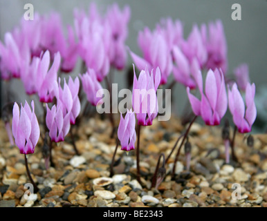 Cyclamen rohlfsianum, Myrsinaceae, la Libye, la Cyrénaïque, l'Afrique du Nord. Un cyclamen rares trouvés seulement dans une petite région de la Libye. Banque D'Images