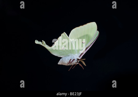 Papillon Actias luna lune américaine USA en vol vol technique photographique à grande vitesse Banque D'Images