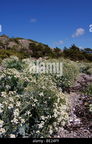 Crambe maritima sur la côte ouest de la Suède Banque D'Images