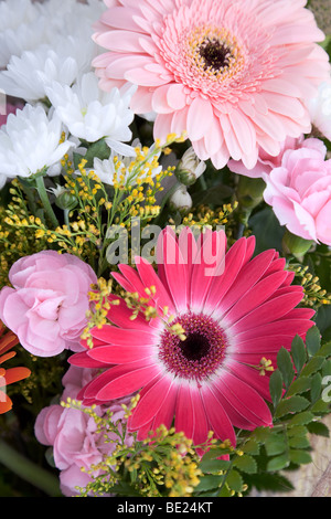 Le grand bouquet de chrysanthèmes adapté pour une carte de fête Banque D'Images