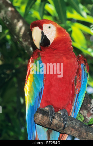 Ara rouge (Ara macao, en voie de disparition, le Costa Rica. Banque D'Images