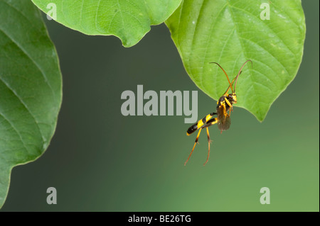 Domaine Digger Wasp Mellinus arvensis en vol vol libre Technique photographique à grande vitesse Banque D'Images