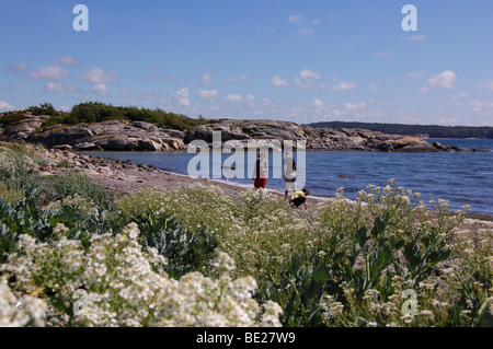 Crambe maritima sur la côte ouest de la Suède Banque D'Images