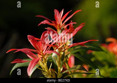 Les nouvelles pousses rouge vif sur une forêt d'arbustes Pieris flamme Banque D'Images