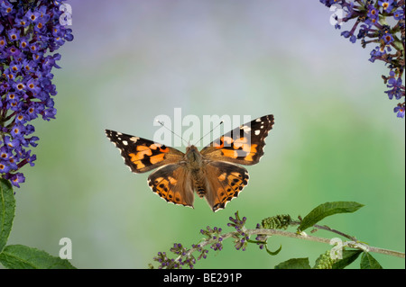 Papillon belle dame Cynthia cardui adulte en technique photographique à grande vitesse de vol survolant buddelia de migrants UK Banque D'Images