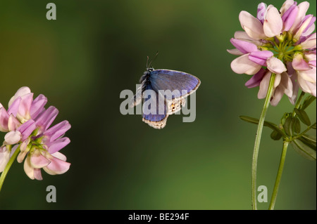 Papillon Bleu commun Polyommatus icarus mâle en technique photographique à grande vitesse de vol Banque D'Images