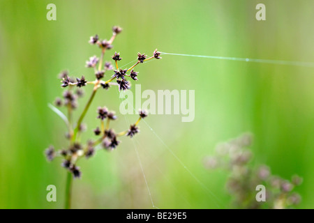 Sharp fleur ; Rush Juncus acutiflorus Banque D'Images