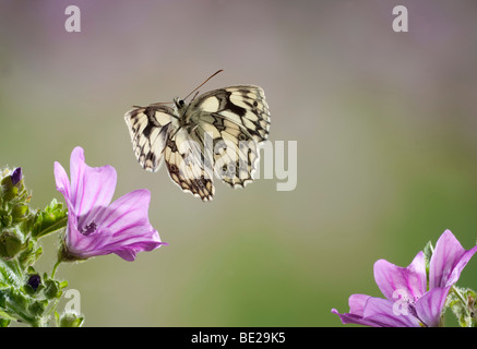 Papillon blanc marbré Melanargia galathea en vol vol libre Technique photographique à grande vitesse Banque D'Images