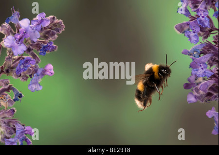 Cerf chamois bourdon Bombus terestris voler à travers la collecte du pollen des fleurs technique photographique à grande vitesse Banque D'Images