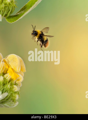 Cerf rouge bourdon Bombus pratorum en vol vol libre par le biais de fleurs jaune technique photographique à grande vitesse Banque D'Images