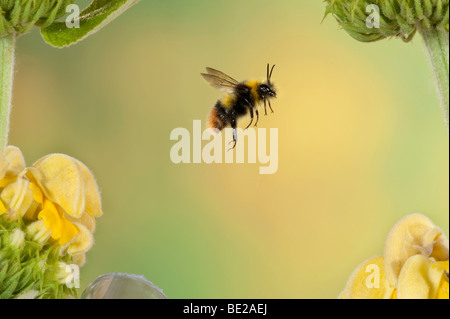 Cerf rouge bourdon Bombus pratorum en vol vol libre par le biais de fleurs jaune technique photographique à grande vitesse Banque D'Images