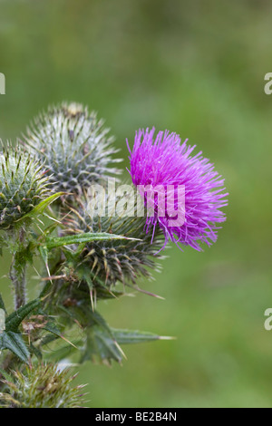 Spear thistle ; Cirsium vulgare, Cornwall Banque D'Images