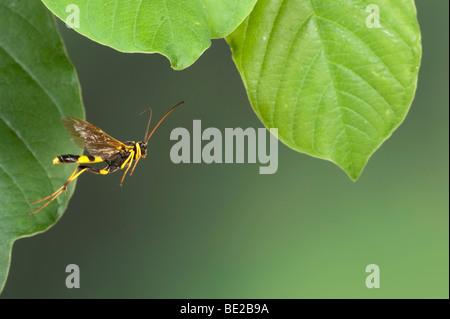 Domaine Digger Wasp Mellinus arvensis en vol vol libre Technique photographique à grande vitesse Banque D'Images