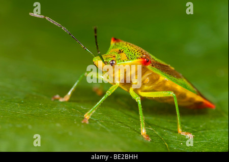 Bouclier d'aubépine Acanthosma haemorrhoidale Bug macro close up montrant face Banque D'Images