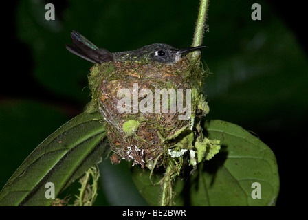 Hummingbird Klais guimeti tête violet femelle sur nid Guayacan Provincia de Limón Costa Rica Banque D'Images