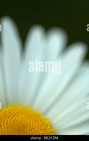 Oxeye Daisy Leucanthemum vulgare Stodmarsh Kent close up de pétales de fleurs jaune blanc soft focus Banque D'Images