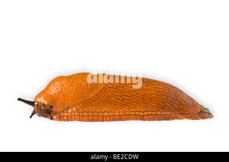 Une limace rouge (Arion rufus) photographiés en studio. Limace rouge (Arion rufus) photographiée en studio. Banque D'Images