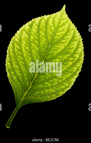 Une feuille d'hortensia (Hydrangea macrophylla) souffrant de la chlorose fer. Feuille d'hortensia atteint de chlorose. Banque D'Images