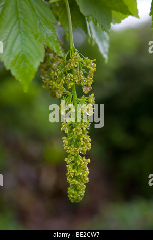 Sycomore Acer pseudoplatanus ; ; en fleur Banque D'Images