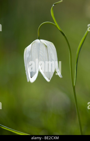 Tête du serpent fritillary ; Fritillaria meleagris Banque D'Images