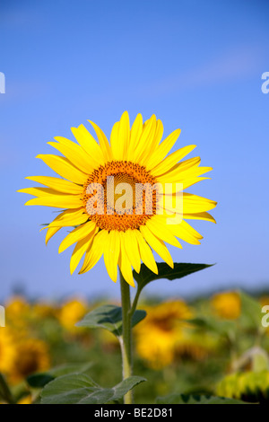 Un tournesol dans un champ contre un ciel bleu Banque D'Images